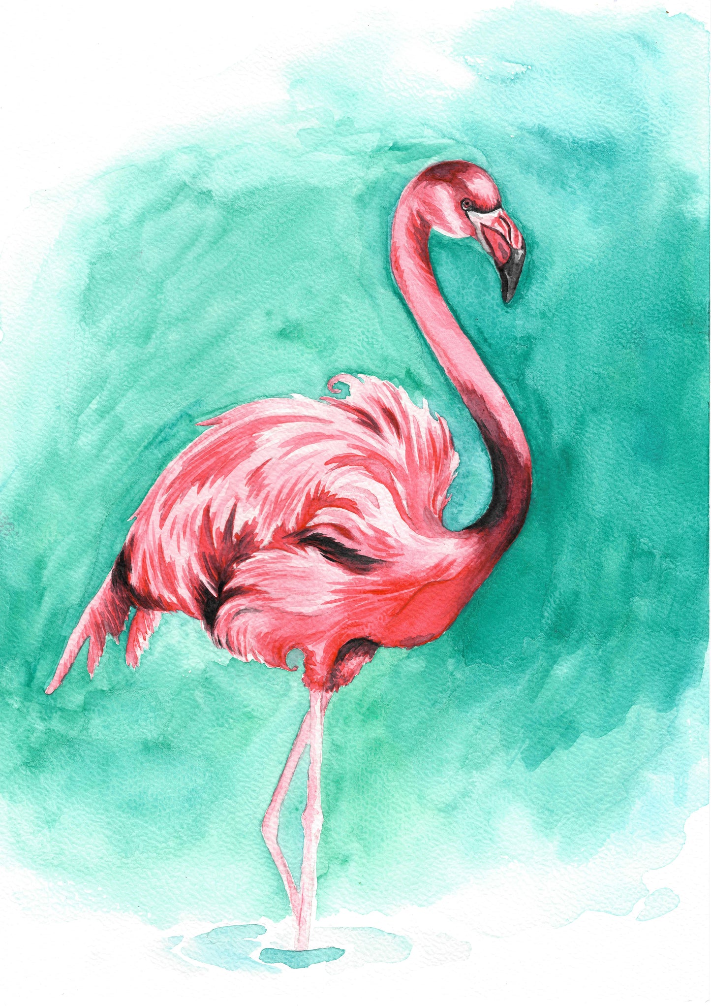 Flamingo