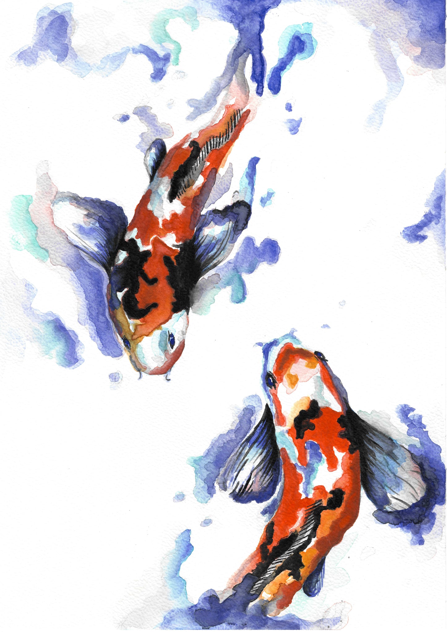 Koi Carp